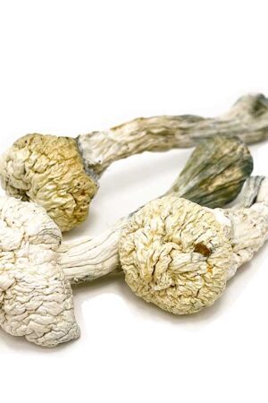 Albino Avery Mushroom