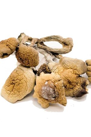B+ Magic Mushrooms