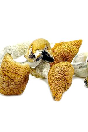 Golden Teacher Magic Mushrooms