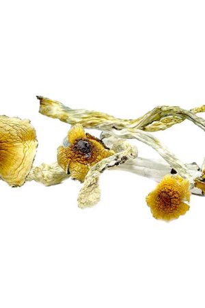 Huatla Magic Mushrooms